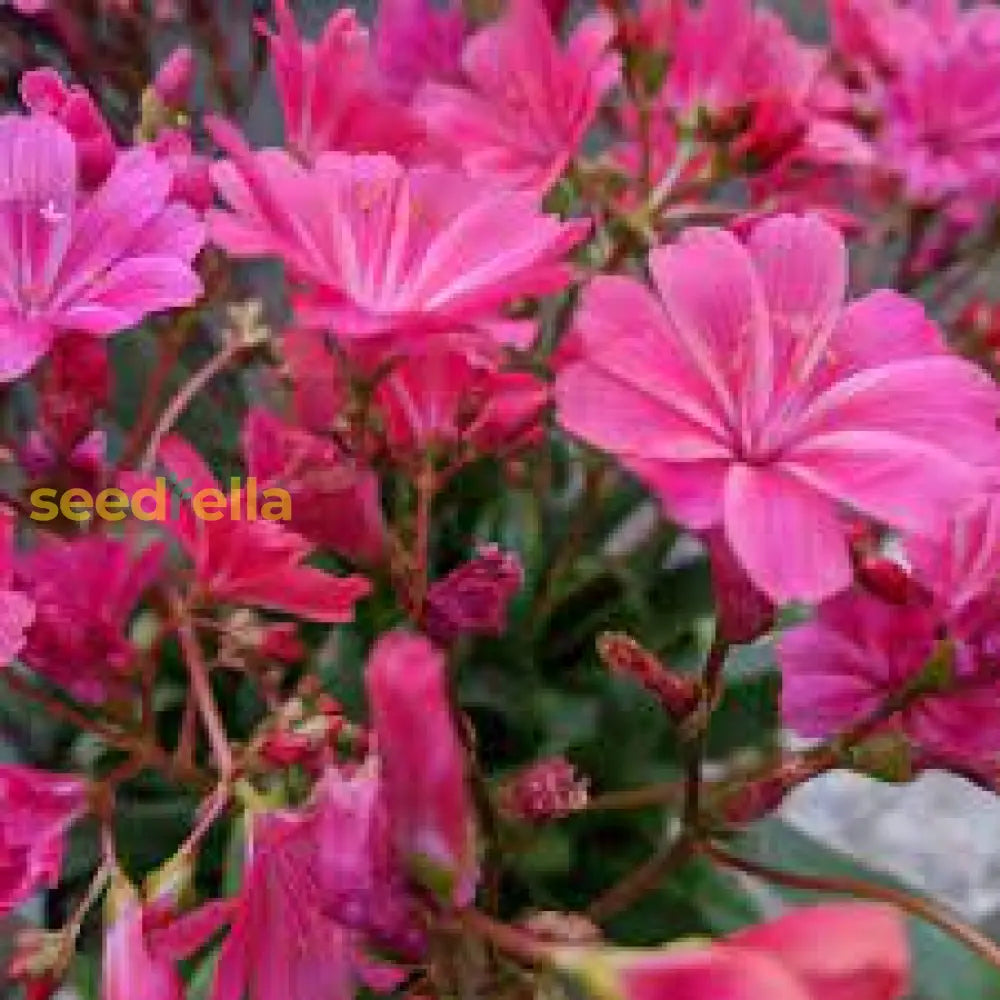 Lewisia Pink Flower Seeds For Planting | Colorful Perennial Blooms