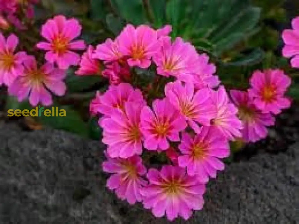 Lewisia Pink Flower Seeds For Planting | Colorful Perennial Blooms