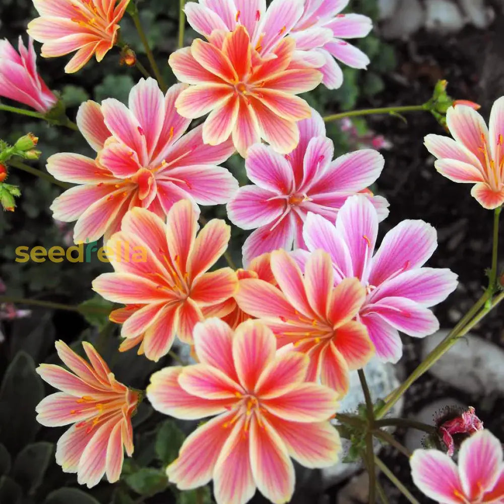 Lewisia Sunset Strain Mixed Seeds - Perfect For Planting Flower