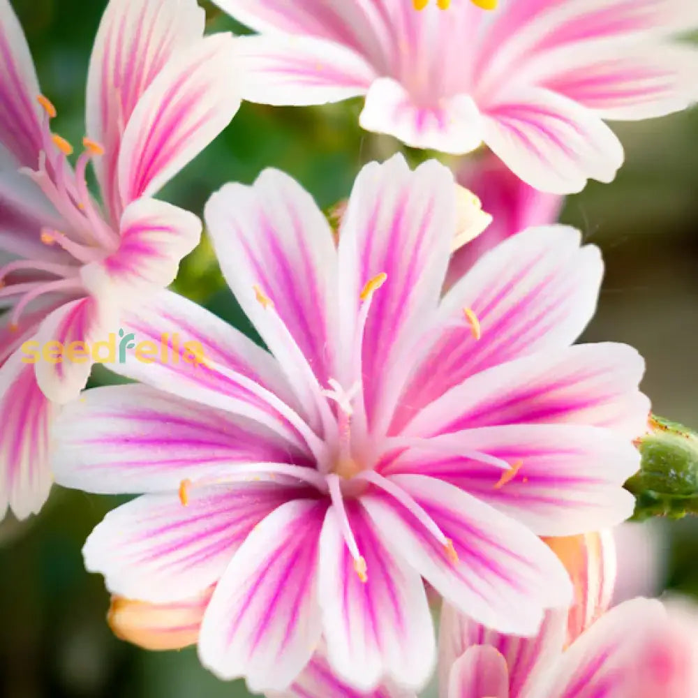 Lewisia Sunset Strain Mixed Seeds - Perfect For Planting Flower