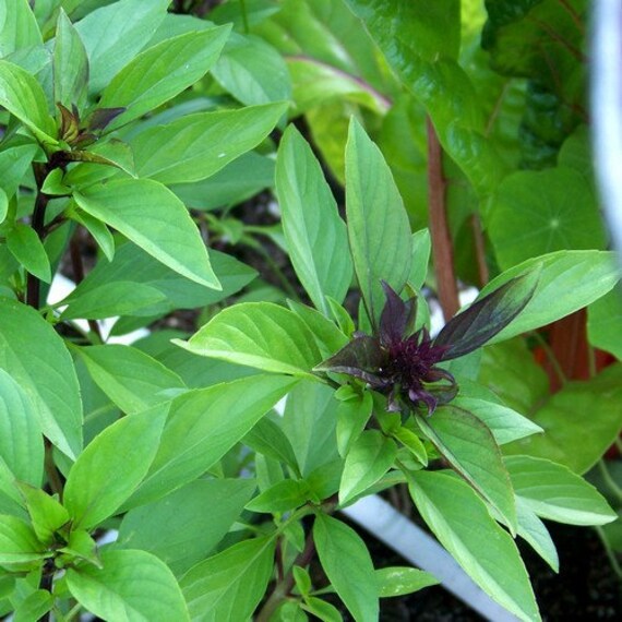 Mature Licorice Basil plants growing in garden bed