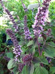 Licorice Basil seedlings growing in herb planter