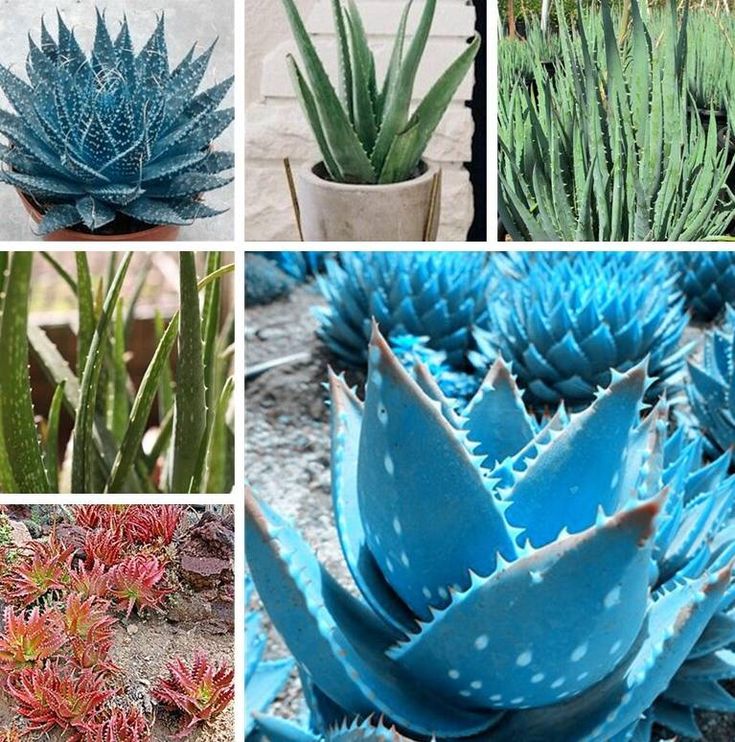Mature Light Blue Aloe Vera Plant with Fleshy Leaves