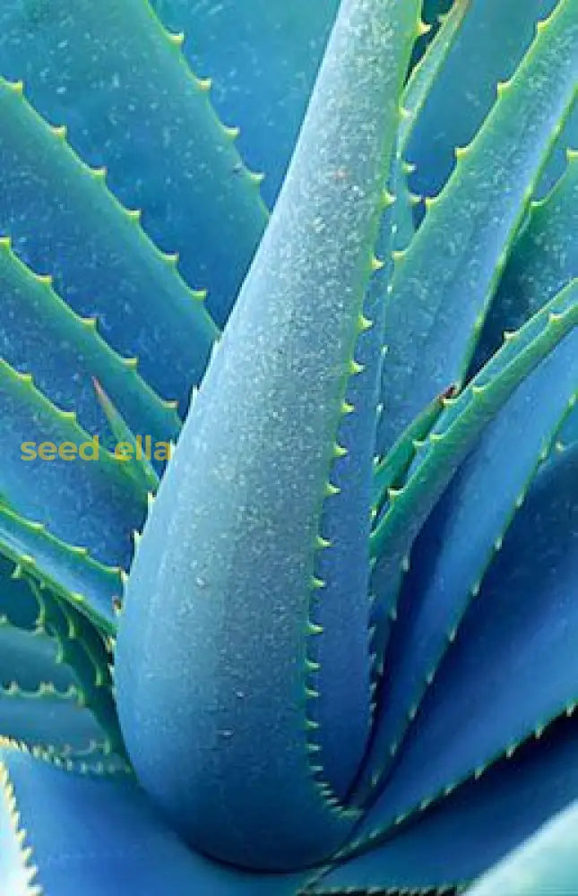 Light Blue Aloe Vera Seeds For Easy Planting Herb