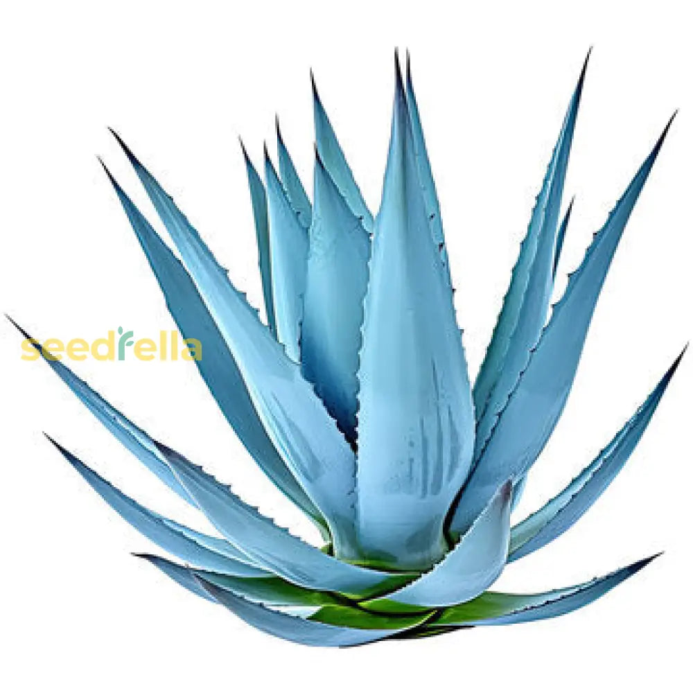 Light Blue Aloe Vera Seeds For Easy Planting Herb