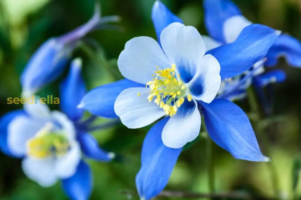 Light Blue And White Aquilegia Flower Seeds For Planting