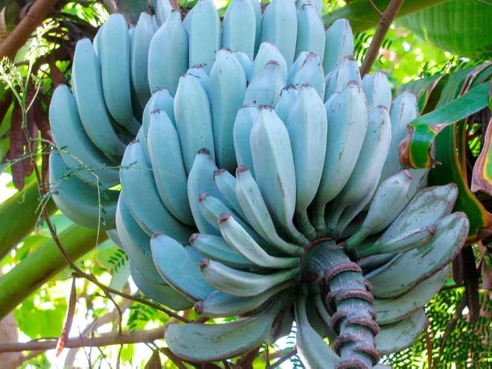 Light blue banana seeds for planting exotic tropical gardens