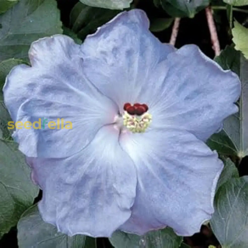 Light Blue Hibiscus Seeds For Planting Flower