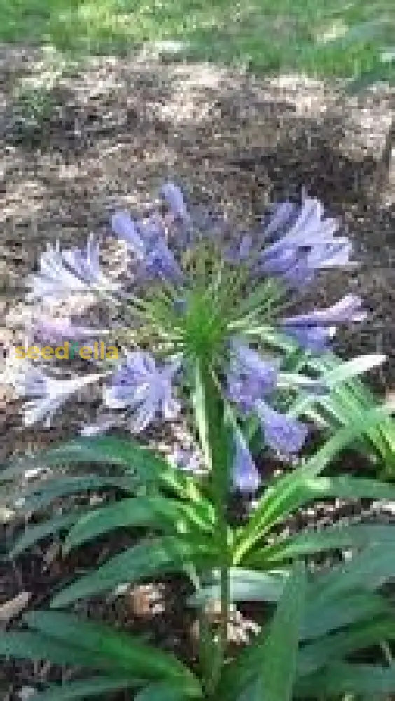 Light Blue Nile Agapanthus Seeds For Planting