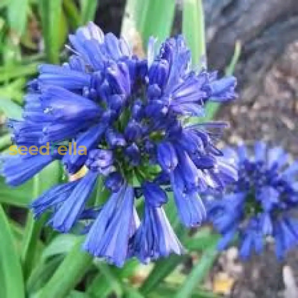 Light Blue Nile Agapanthus Seeds For Planting