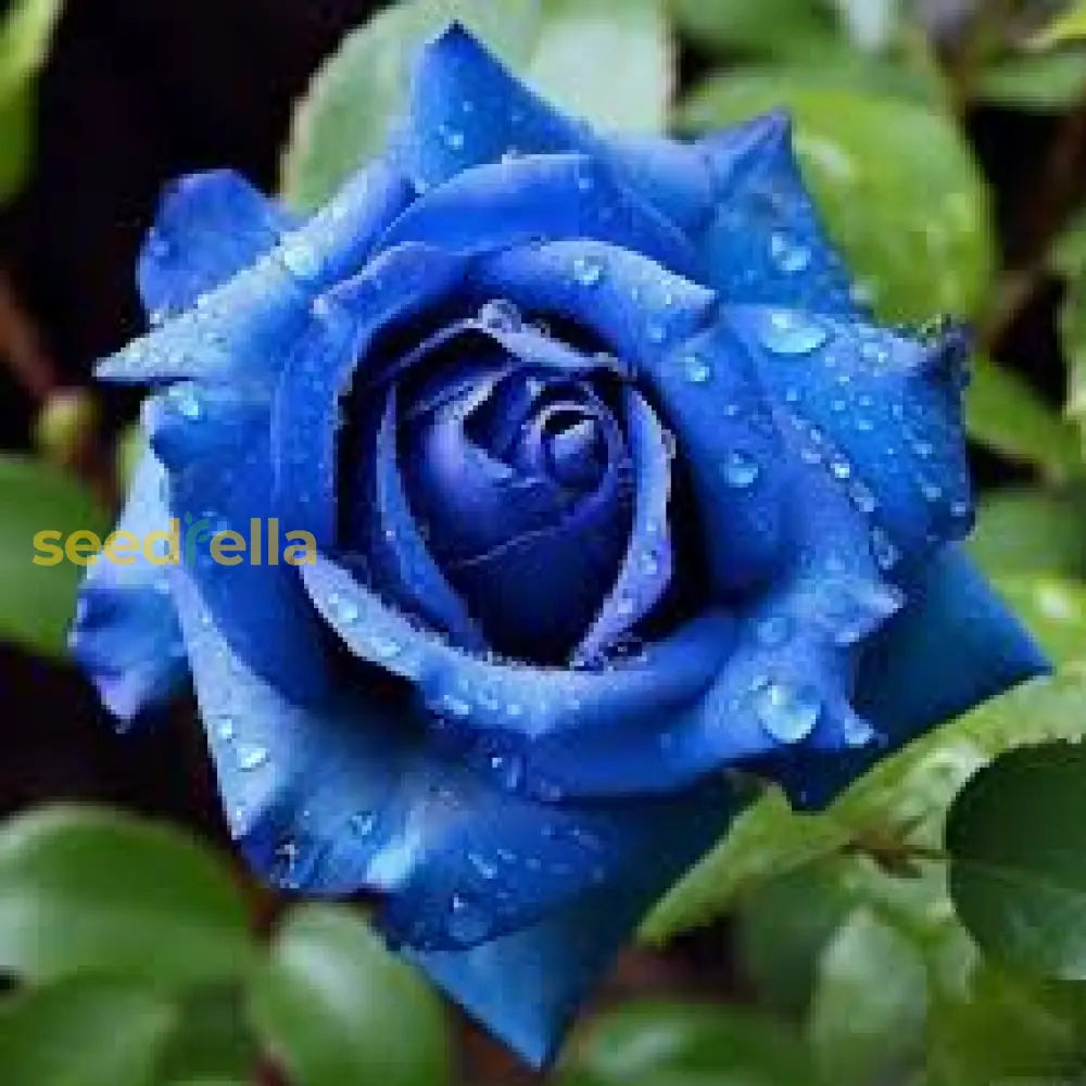 Light Blue Osiria Rose Seeds For Planting - Unique Flower Variety