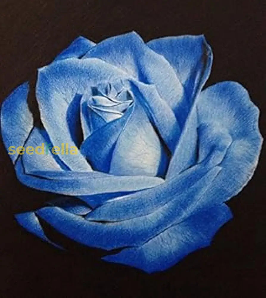 Light Blue Osiria Rose Seeds For Planting - Unique Flower Variety