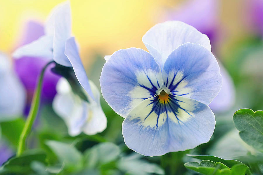 Vibrant Pansy Flower Seeds For Planting Blue And White Displays