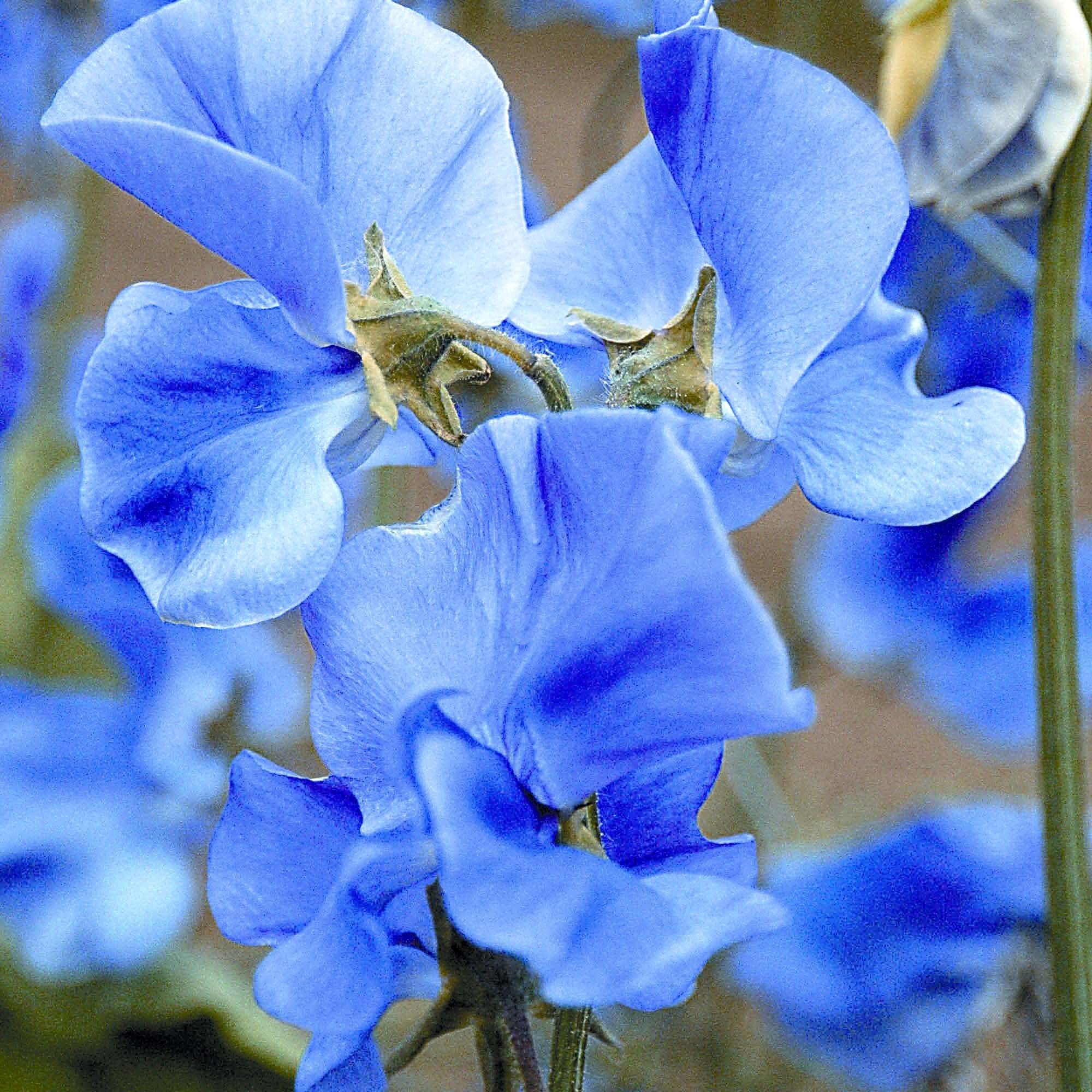 Light Blue Sweet Pea Flower Seeds for Planting