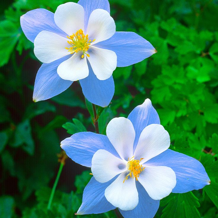 Light Blue and White Aquilegia Flower Seeds for Planting