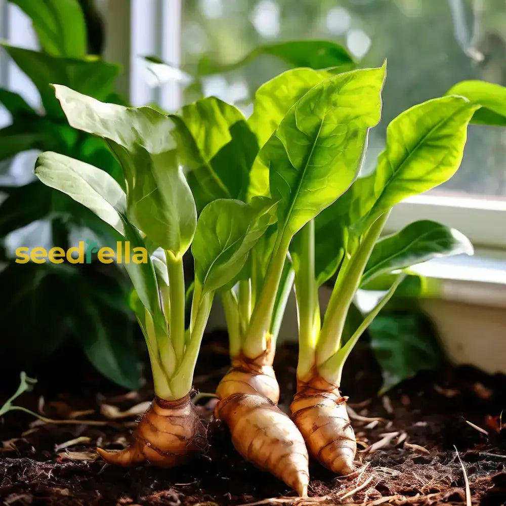 Light Brown Green Perennial Ginger Vegetable Seeds For Planting Seeds