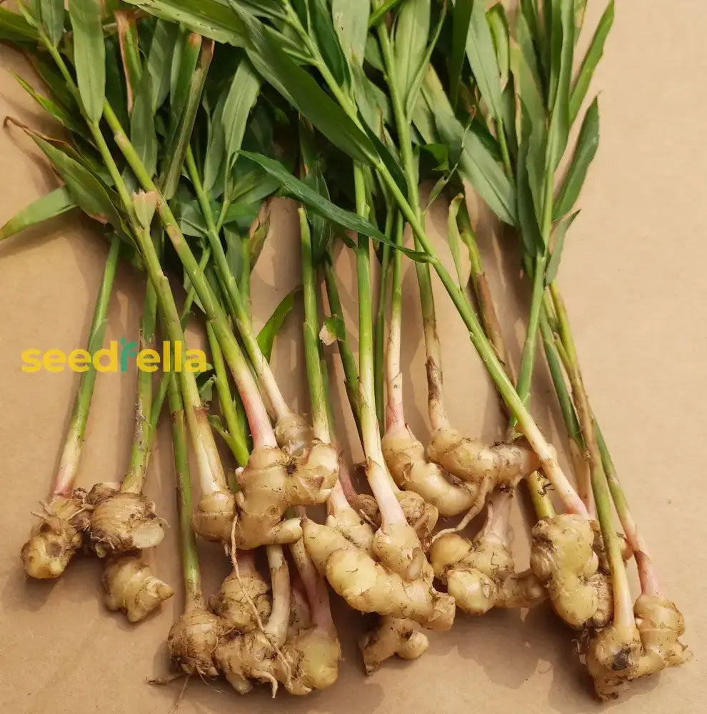 Light Brown Green Perennial Ginger Vegetable Seeds For Planting Seeds