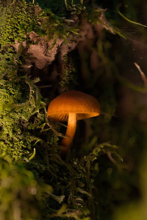 Light brown mushroom seeds for planting