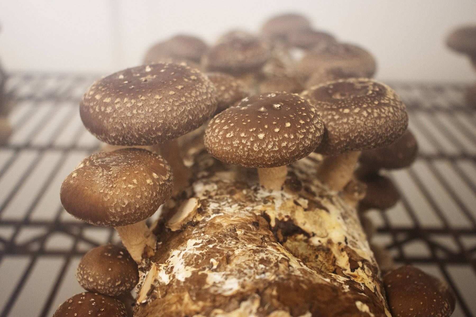 High quality light brown mushroom spores