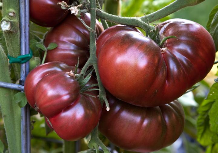 Light Brown Tomato seeds for planting in home gardens