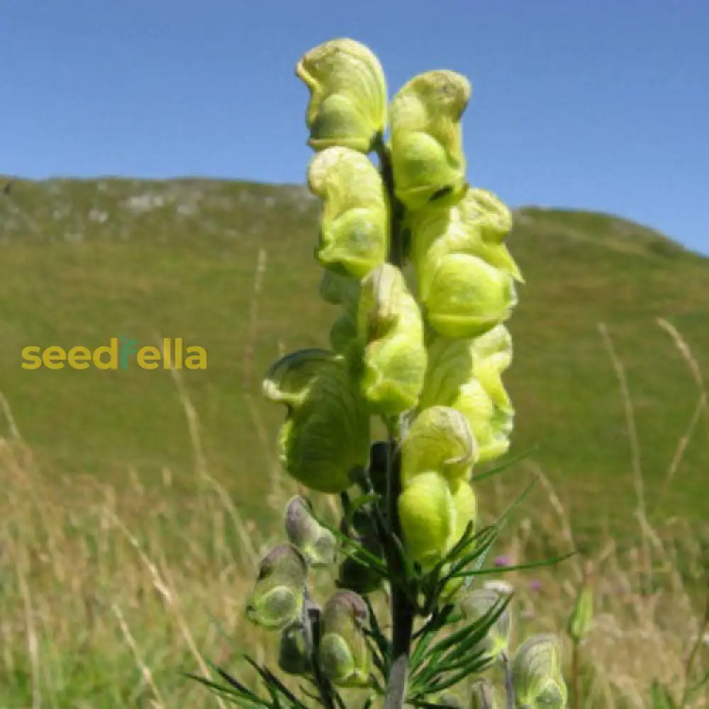 Light Green Aconitum Anthora Seeds For Easy Planting Plant Seeds