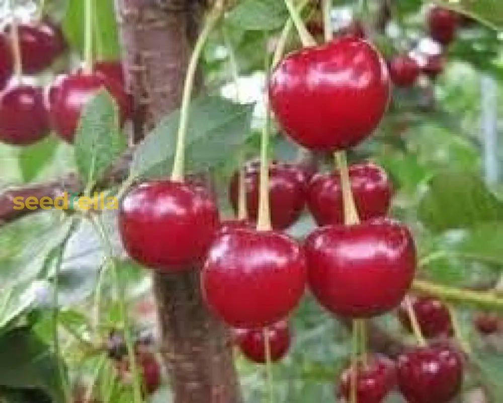 Light Green And Red Cherry Fruit Seeds For Planting