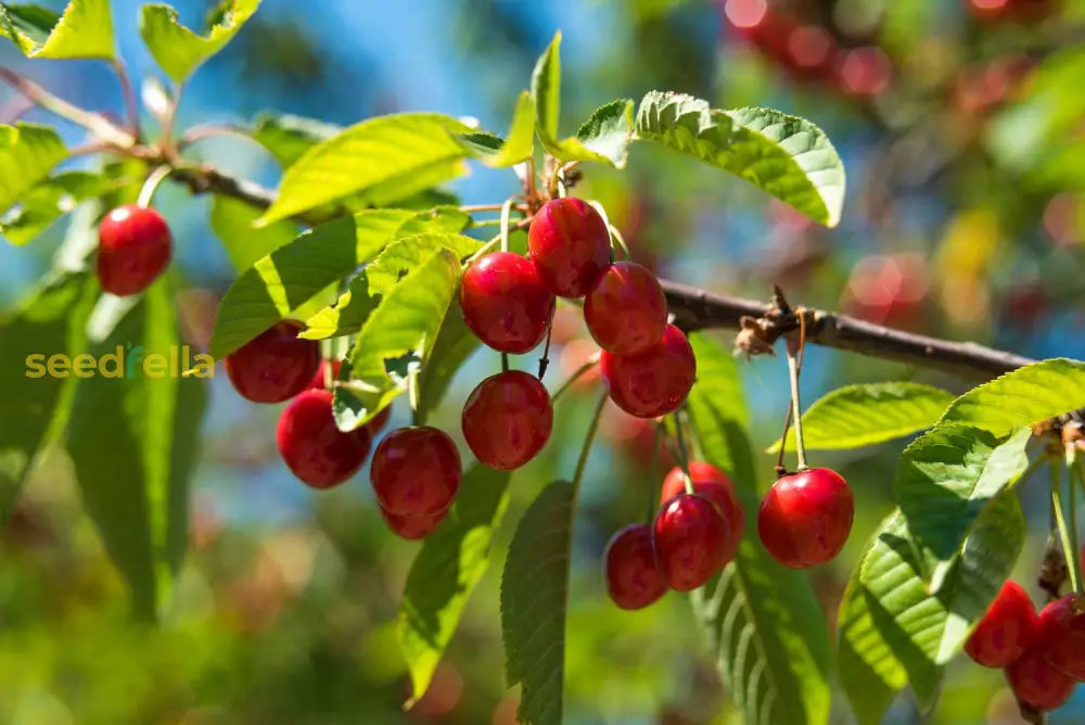 Light Green And Red Cherry Fruit Seeds For Planting