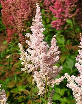 Light Green Astilbe Flower Seeds for Planting