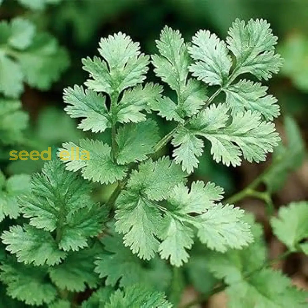 Light Green Coriander Seeds for Planting – Non-GMO Herb Variety