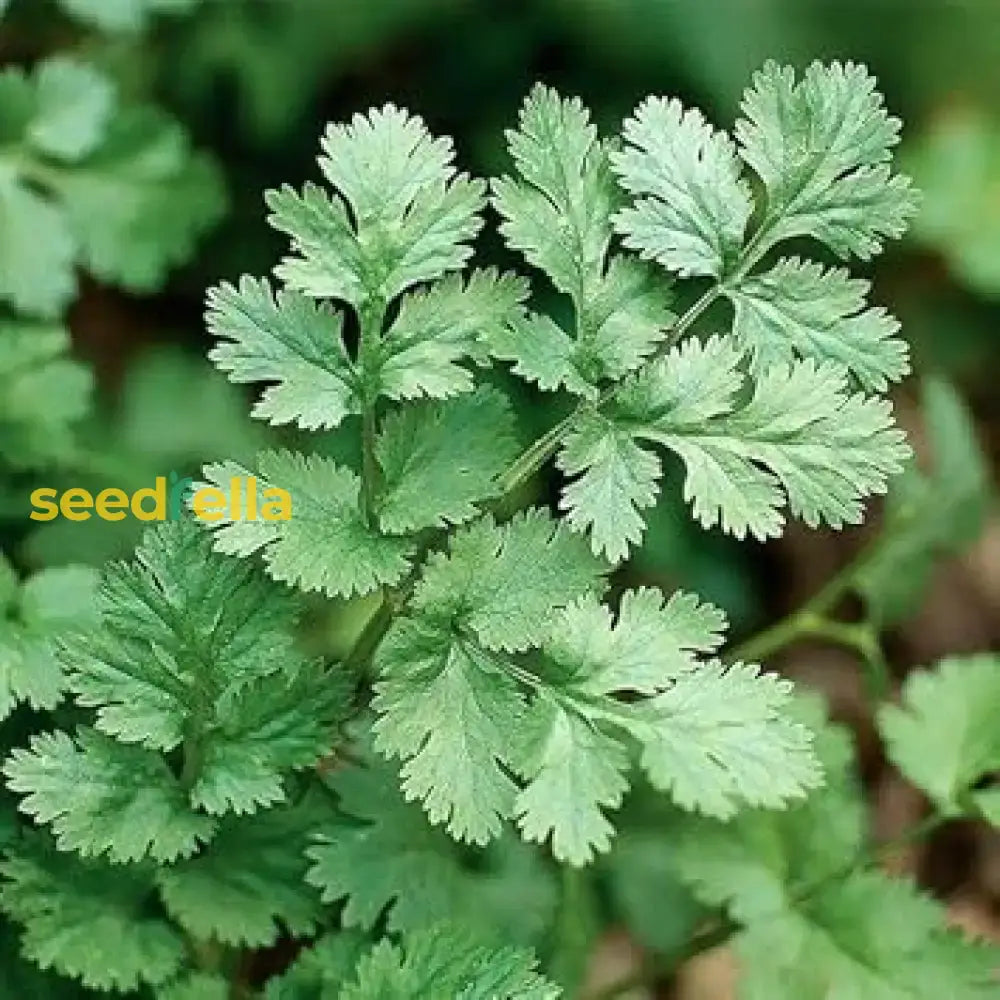 Light Green Coriander Seeds - Perfect For Vegetable Planting Herb