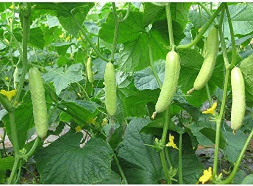 Mature Light Green Cucumber plant with green vines and leaves