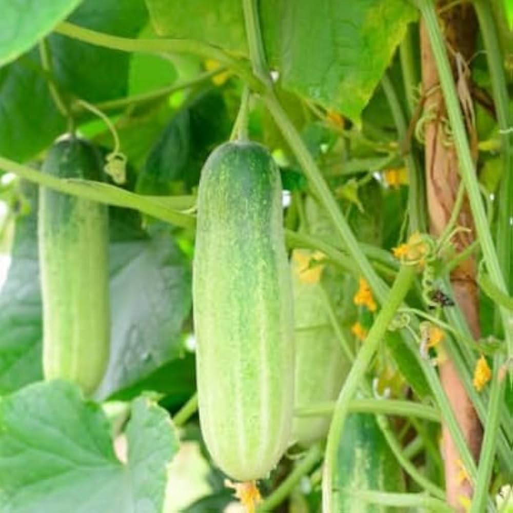 Light Green Cucumber seeds for home vegetable garden planting