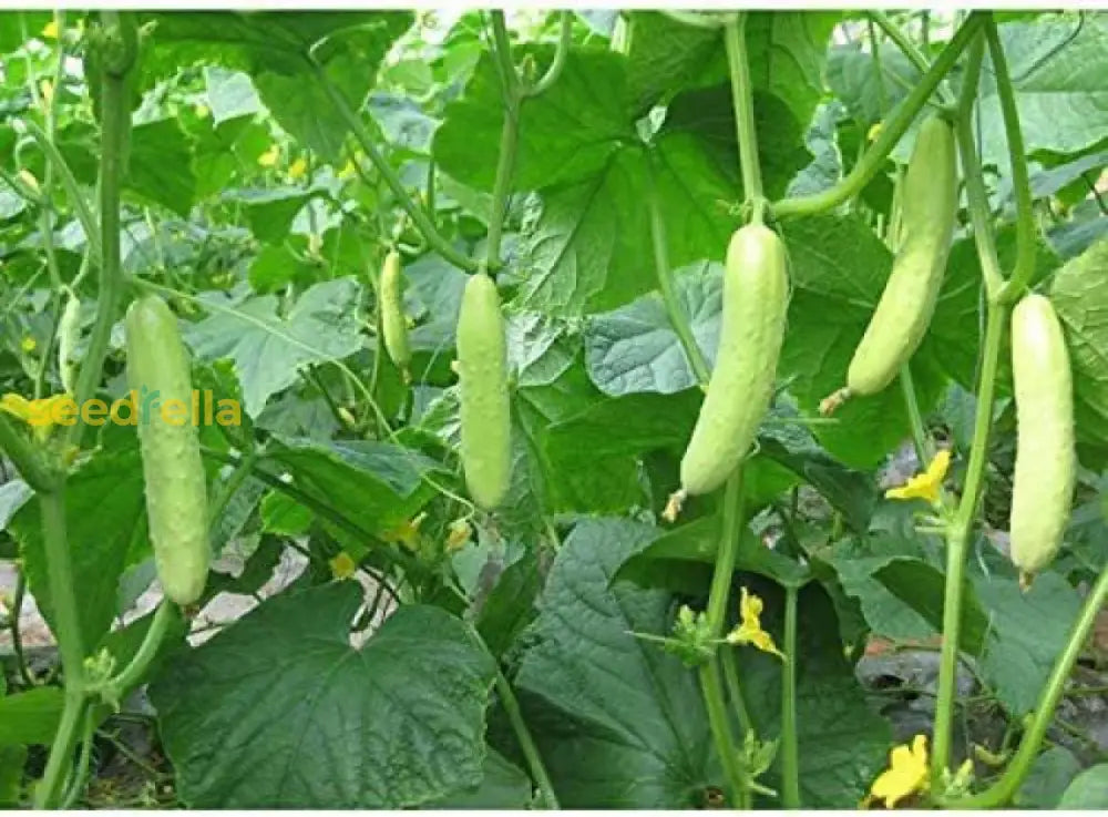 Light Green Cucumber Vegetable Seeds For Planting