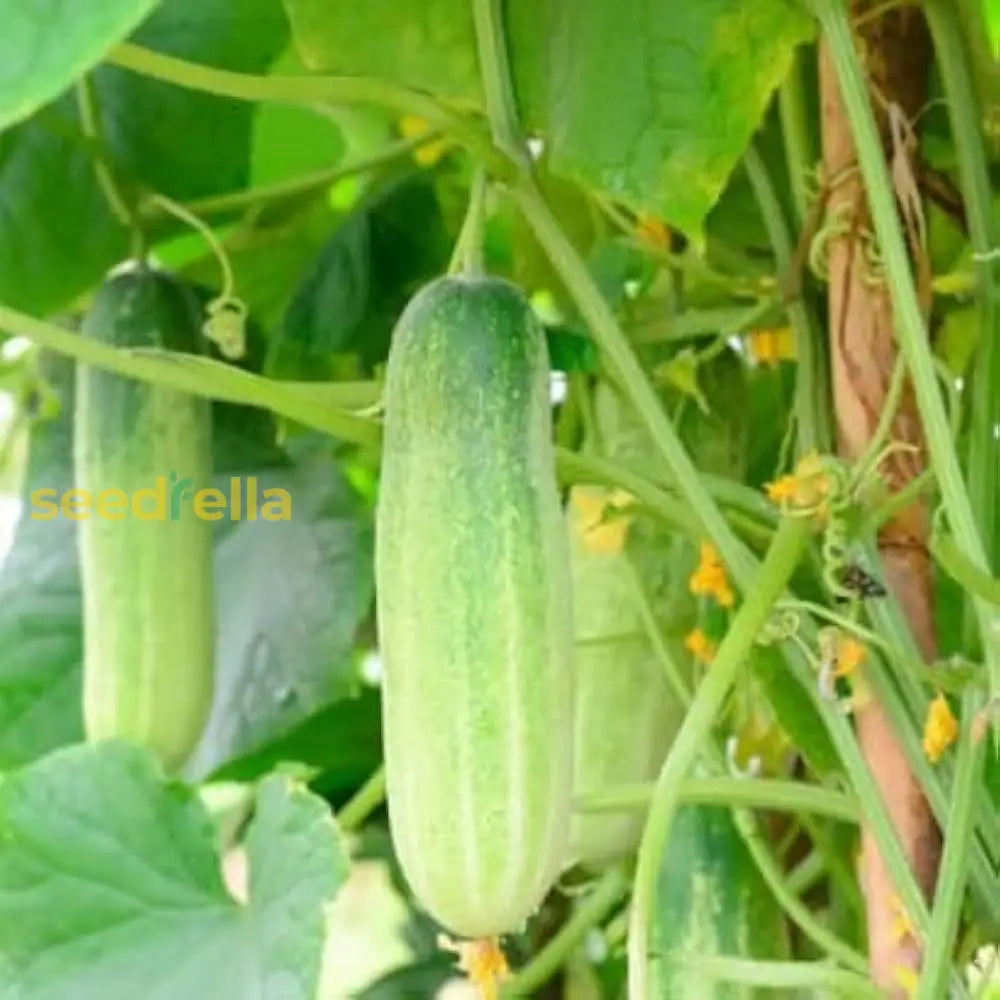 Light Green Cucumber Vegetable Seeds For Planting