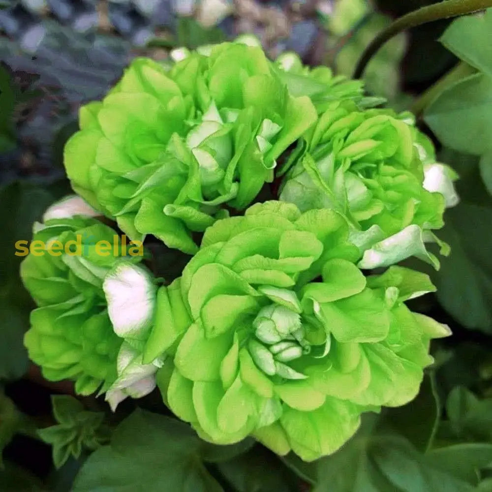 Light Green Geranium Seeds For Planting - Add Color To Your Space Flower