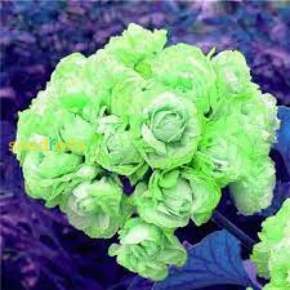 Light Green Geranium Seeds For Planting - Add Color To Your Space Flower