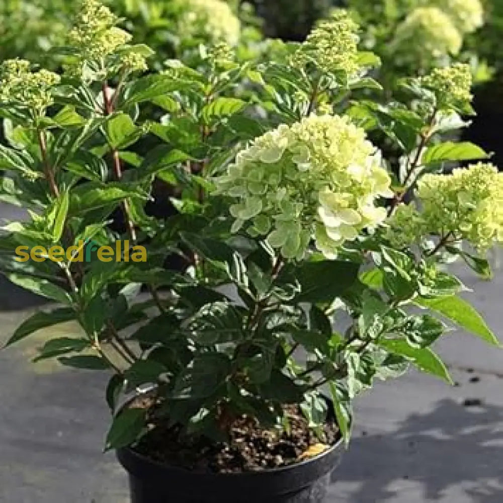 Light Green Hydrangea Seeds For Planting