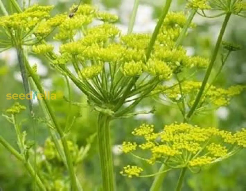 Light Green Lovage Seeds For Easy Planting