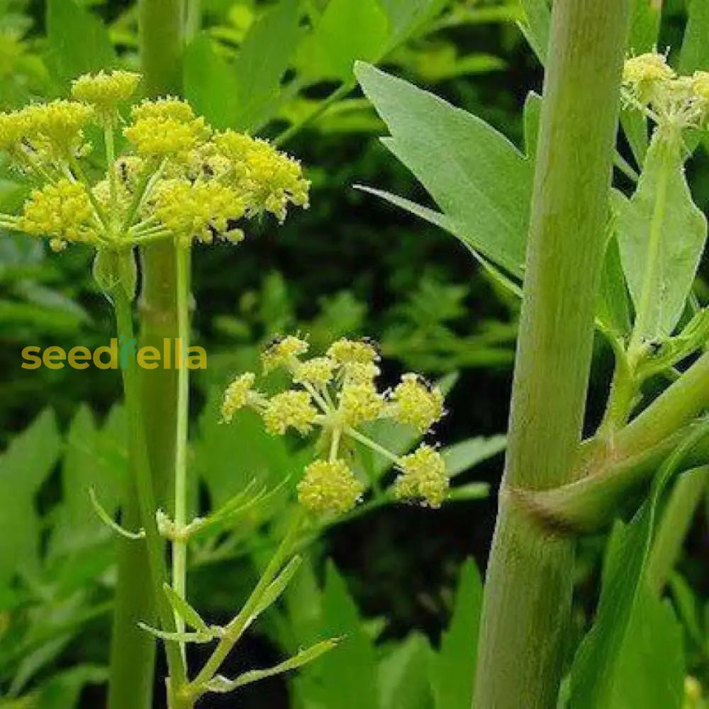 Light Green Lovage Seeds For Easy Planting