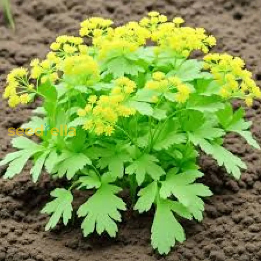 Light Green Lovage Seeds For Easy Planting Plant Seeds