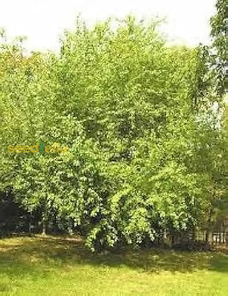 Light Green Maclura Pomifera Tree Planting Seeds For Your Garden Plant Seeds