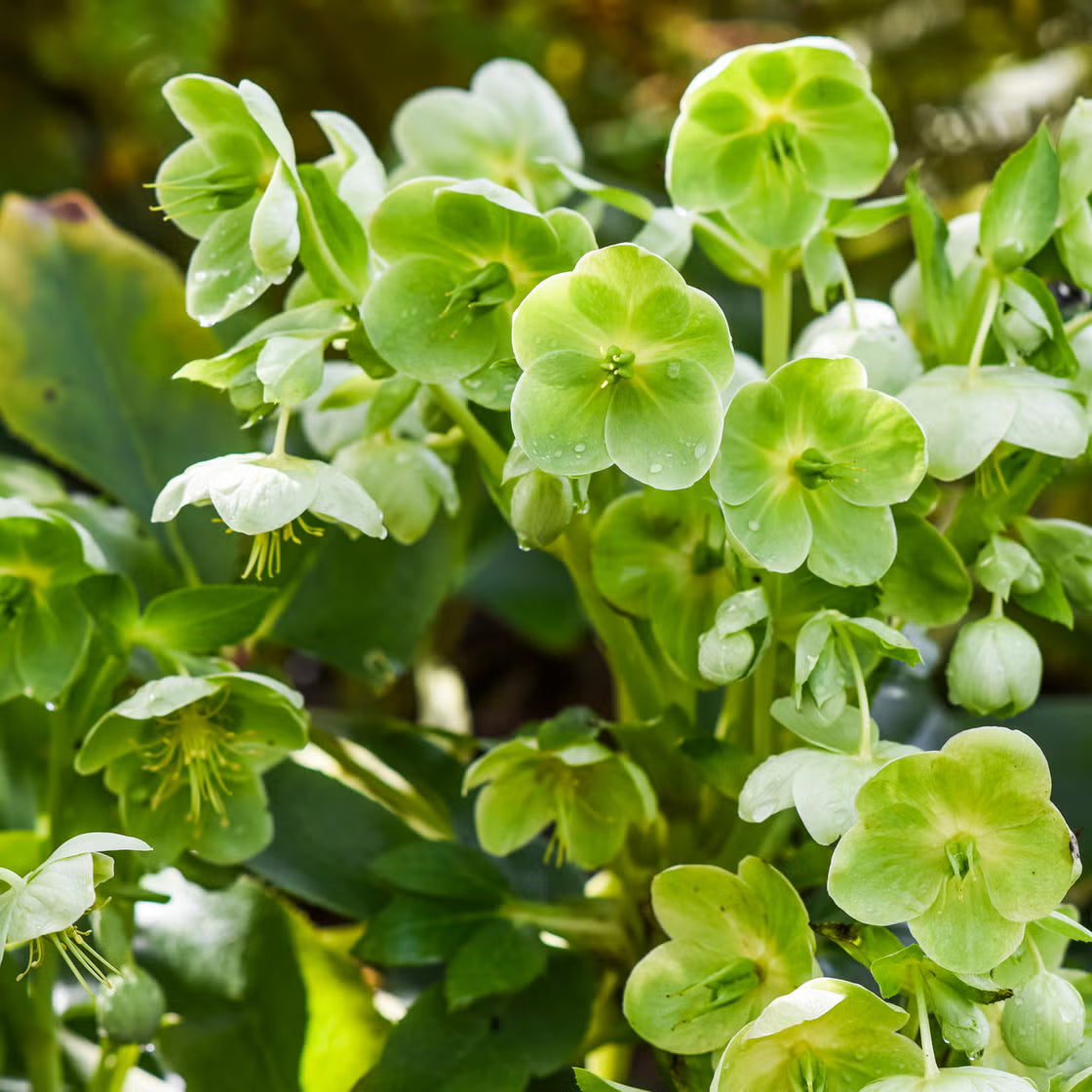 Light Green Orchid Flower Seeds for Easy Planting