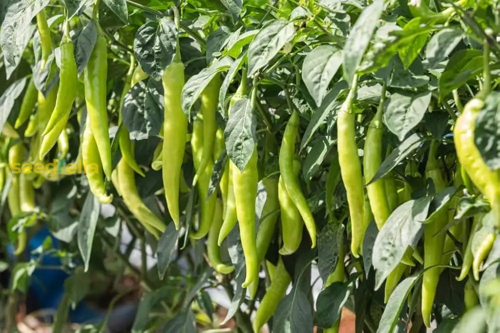 Light green pepper plant seeds ideal for vegetable gardening