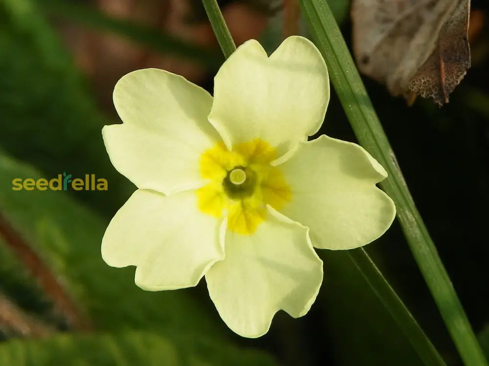 Light Green Primrose Flower Seeds For Planting - Enhance Your Garden With Beautiful Blooms