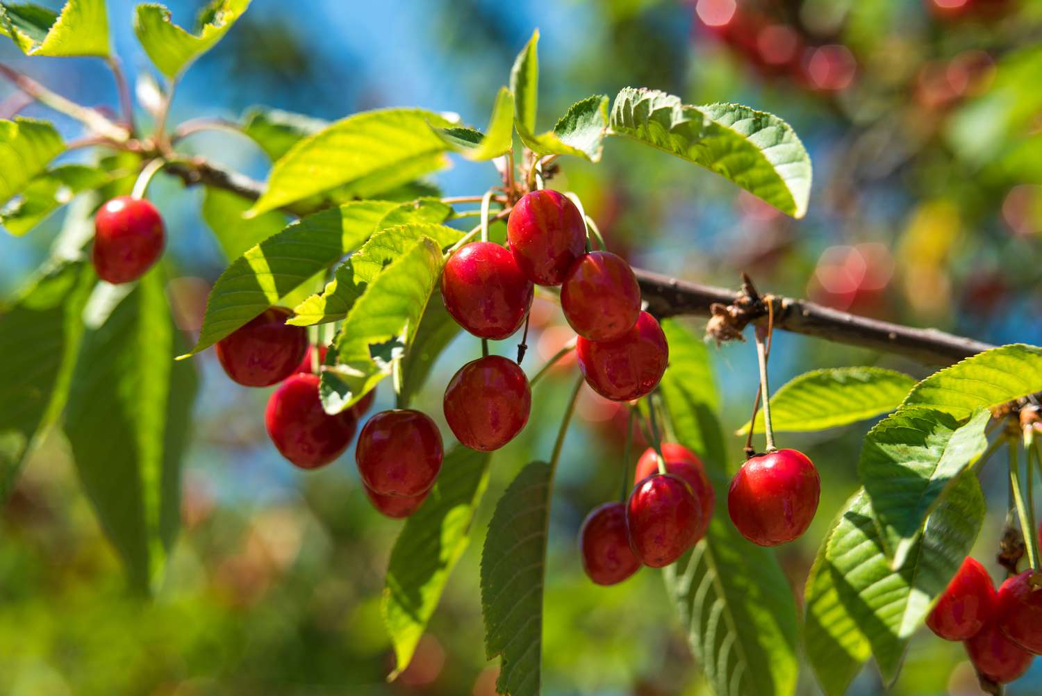Cherry Trees Growing in Garden, Healthy Trees with Vibrant Red and Green Cherries