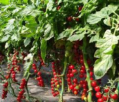 Step-by-Step Guide for Planting Light Green and Red Cherry Fruit Seeds in Your Garden