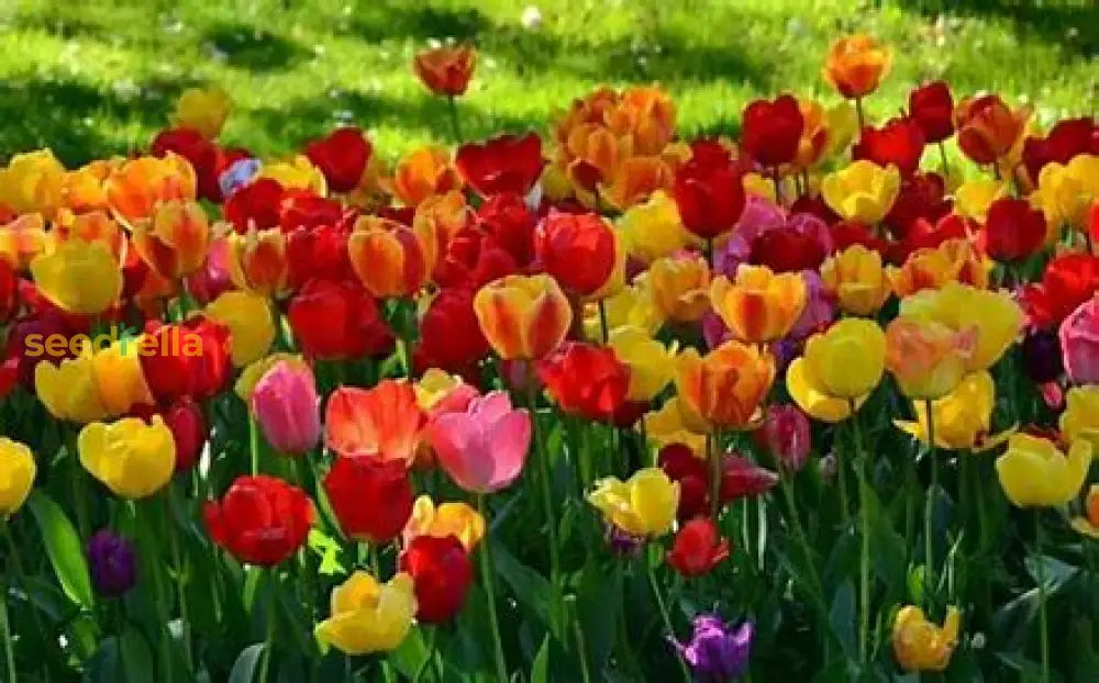 Light Green Tulip Flower Seeds For Easy Planting