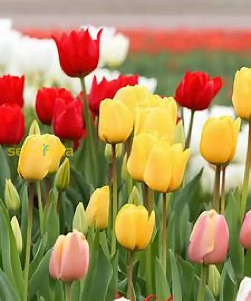 Light Green Tulip Flower Seeds For Easy Planting