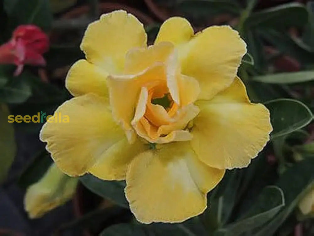 Light lemon adenium seeds for planting