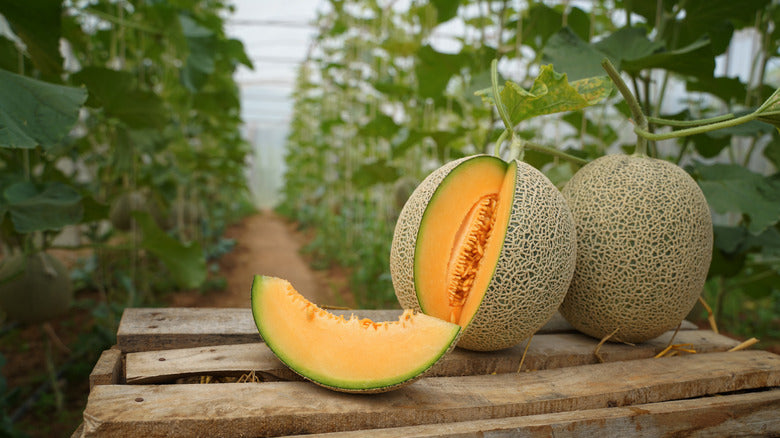 Light orange cantaloupe melon seeds for planting